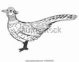 Pheasant sketch template