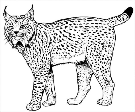 lynx coloring pages  adults coloringbay