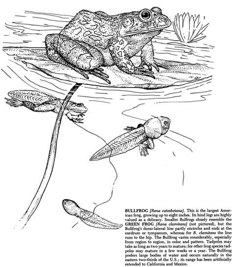reptiles  amphibians coloring book dover publications frog