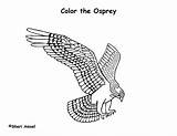 Osprey Coloring Exploringnature sketch template