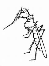 Mosquito Zanzara Komar Kolorowanki Moustiques Coloringbay Proboscide Mosquitos Stampare sketch template