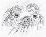 Shih Tzu Dog Draw Sketch Doodles Thing Tuts Weekly Given February sketch template