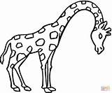 Coloring Giraffe Pages sketch template