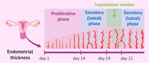 What Are The 4 Phases Of The Endometrial Cycle