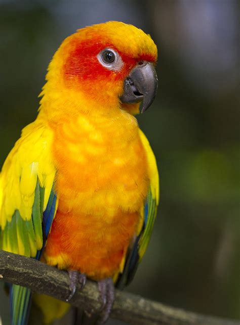 parrot bird newhairstylesformencom