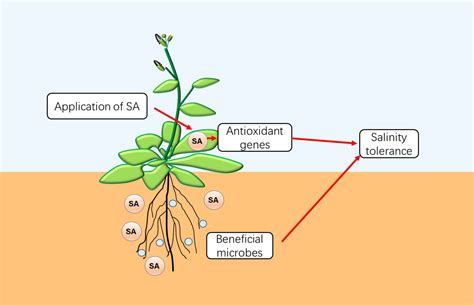 ijms  full text emerging roles  salicylic acid  plant