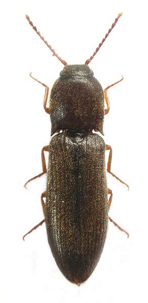 Elateridae Agriotes Gallicus