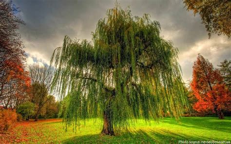 interesting facts  willows  fun facts
