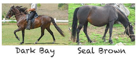 seal bay  brown modifier horse coat colors  equinest