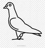 Pigeon Pinclipart Webstockreview Willems sketch template