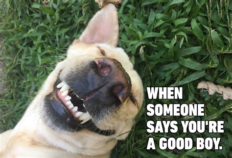 hilarious dog memes youll laugh   time readers digest