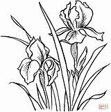 Iris Irises Irysy Coloriage Supercoloring Irys Dessin Lirios Fleur Kleurplaten Kolorowanki Imprimer Piante Kolorowanka Colorier Ausmalbild Dzieci Zomerbloemen Fiori Croquis sketch template