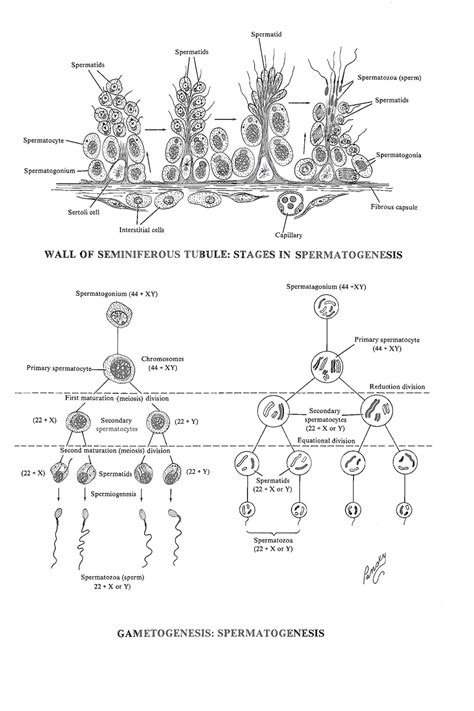 chapter 3 gamete germ cell formation or gametogenesis spermatogenesis review of medical