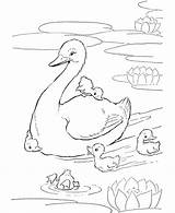 Pond Ducks Coloring Farm Animal Kaynak Info Boyama sketch template
