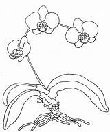 Coloring Orchid Pages Orchids Color Getdrawings Getcolorings Pag sketch template