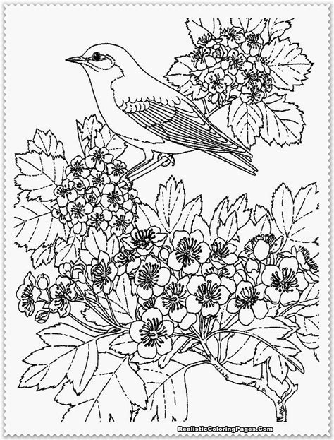realistic coloring page images