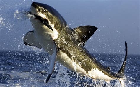 shark week sharks   misunderstood species  earth   works