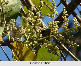 chironji indian medicinal plant
