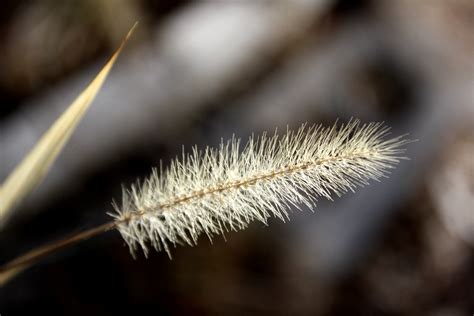 dried grass seed head picture  photograph  public domain