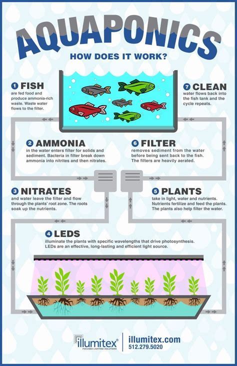 illumitex aquaponics infographic aquaponics hydroponics
