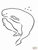 Beluga Whale Colorare Colouring Disegni Bambini sketch template