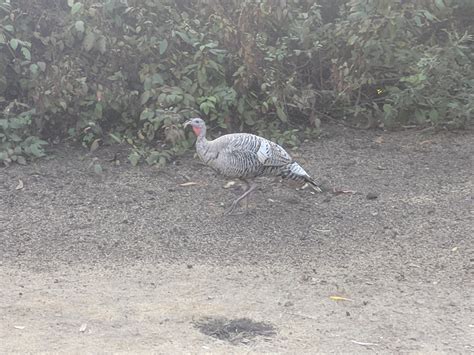 Wild Turkey Of A Different Feather Pacifica Ca Is This