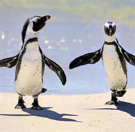 suedafrika hier haben die pinguine den strand uebernommen bilder