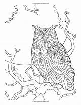 Board Owls Choose Coloring Pages sketch template