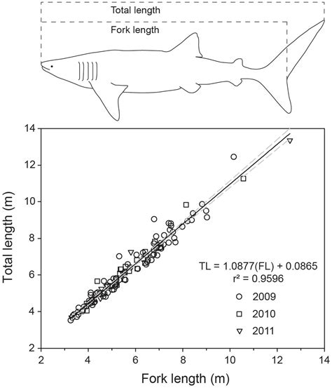 frontiers asymptotic growth of whale sharks suggests sex specific