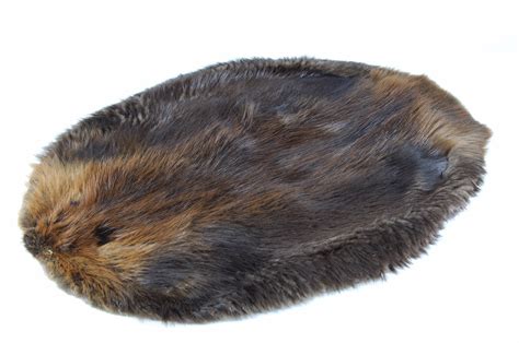 beaver pelt hide genuine beaver skin natural tanned fur   stock