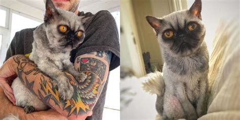 shaved rescue cat looks exactly like a pug the dodo