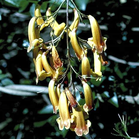 Pandorea Golden Showers Growing Native Plants