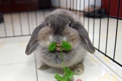 bunny eating parsley cute  tiny