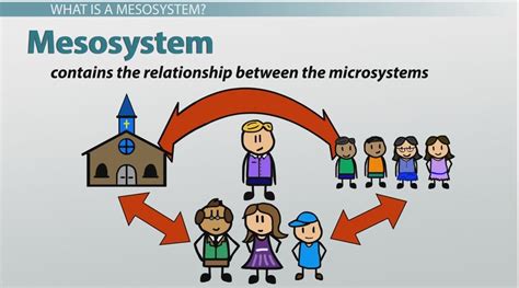 bronfenbrenners mesosystem definition examples video lesson transcript studycom