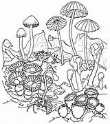 Mushroom Coloring Pages Magic Getcolorings sketch template