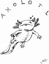 Axolotl Coloring Designlooter Drawings 69kb sketch template