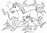 Fohlen Caballo Pferd Pferde Malvorlage Pony Malvorlagen Kleurplaat Paard Cheval Poulain Potro Cavallo Puledro Veulen Caballos Foal Kleurplaten Windowcolor Affefreund sketch template