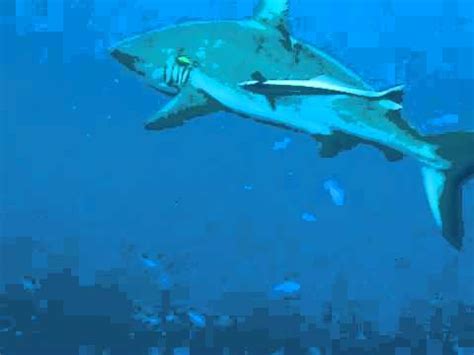 gray reef sharks  pilot fish  remora commensalism youtube