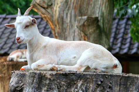 images tree nature white wildlife wild goat zoo fur mammal fauna goats animals