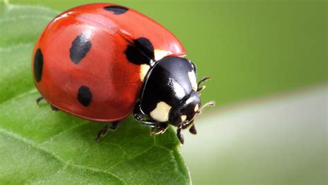 whats     ladybugs