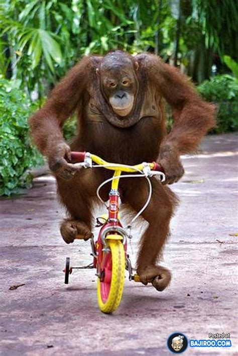 funny monkeys riding bicycles animals  pets baby animals funny