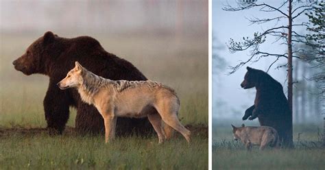 Photographer Documents The Friendship Between Wolf And Bear