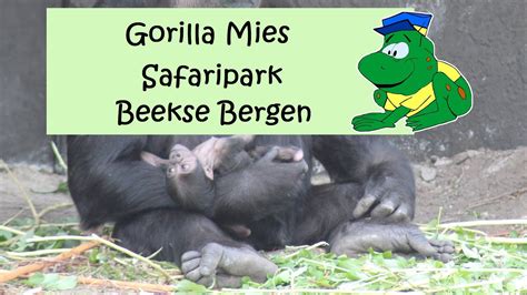 safaripark beekse bergen miesje gorilla youtube