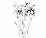 Narcissus Coloring Daffodil Daffodils Botanical sketch template
