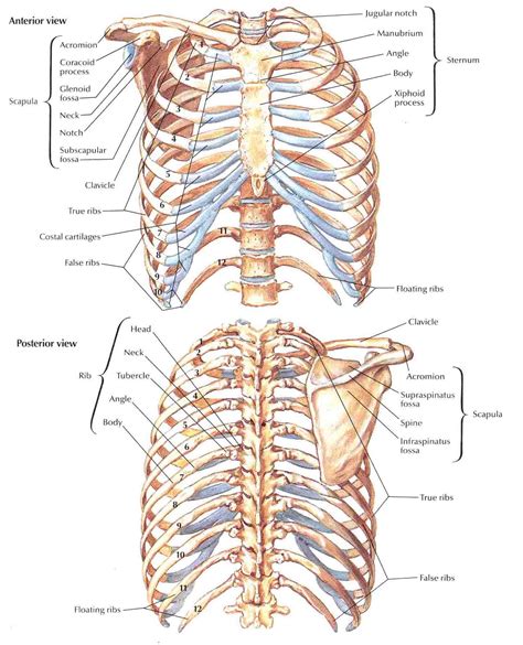 thorax radiographic imaging