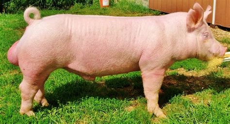 nsr fieldview updated national barrow show hog college entries