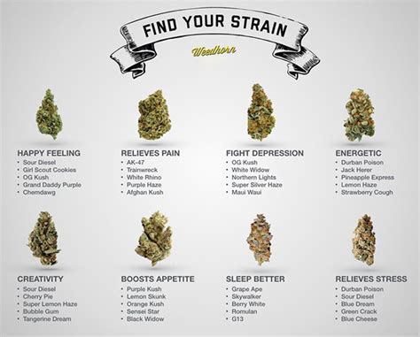 find  perfect marijuana strain