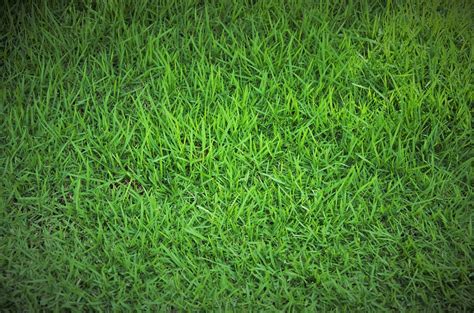 spring lawn care tips   jump  green grass  meadows