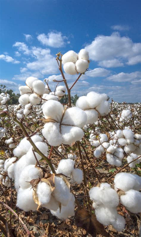 cotton fields  full bloom etsy