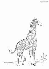 Zootiere Giraffe Tiere Malvorlage sketch template